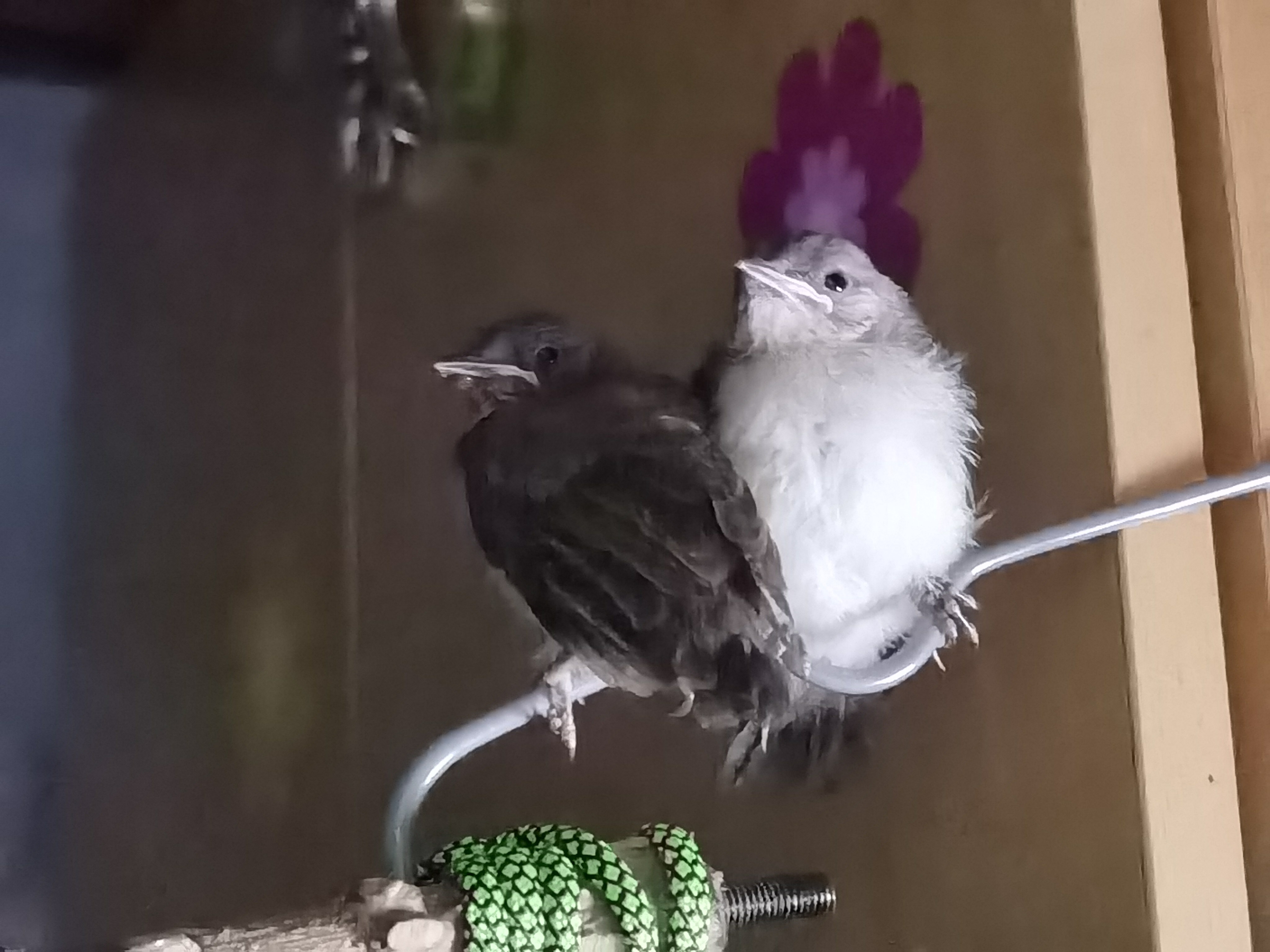 顾栋莱救助的白头鹎 顾栋莱救助的白头鹎